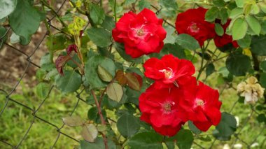 Parkdirektor Riggers 'ın tırmanma gülleri kıpkırmızı yarı çift çiçek ve hafif bir koku ile gür yapraklı tel çitler boyunca güçlü bir şekilde tırmanıyor..