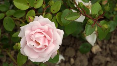 Tırmanan bir gül türü olan 'Yeni Şafak', altın erkekli kabuk pembe yarı çift çiçekleri ortaya çıkarıyor. Kokulu yaprakları Haziran 'dan sonbaharın sonlarına kadar sürekli olarak gelişir. Çiçek açan bir çiçek gibi..