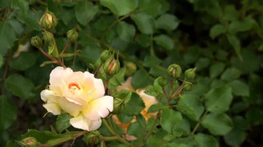 Çalı gül çeşitleri 'Konçerto' şeftali-pembe ve sarı renkler çift çiçek serpiştirir, her çiçek eşsiz gölgelenmiş, tomurcuklar yemyeşil yapraklar üzerinde ortaya çıkar.