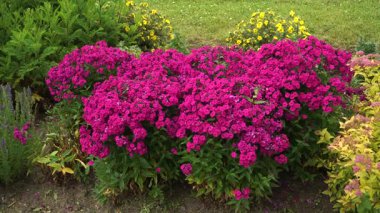 Phlox Bahçesi (Phlox paniculata), sarı çiçekler ve yaz ışığında yemyeşil yeşillikler çerçevelenmiş canlı bir çiçek tarhında macenta çiçekleriyle dolup taşar..