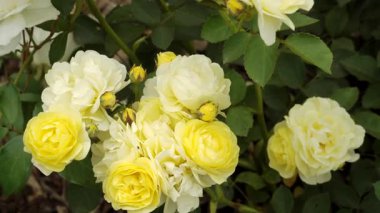 Floribunda gülü 'Altın Sınır' yumuşak yapraklı ve hafif kokulu limon sarısı çiçek kümeleri gösterir, kompakt, dik, zengin dallı bir çalıda çiçek açar..