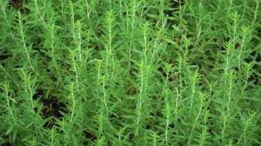 Summer Savory 'nin (Satureja Hortensis) yakın çekiminde canlı genç saplar ve mızrak şeklinde yeşil yapraklar görülüyor. Biberli aromalı yaz bahçelerinde yetişen bir aşçılık bitkisi..