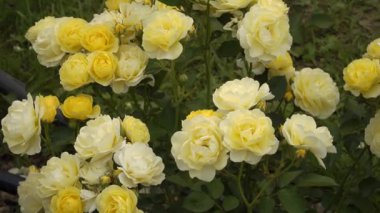 Limon sarısı 'Altın Sınır' gülleri yumuşak, kümelenmiş dalgalar halinde çiçek açarlar, yemyeşil yapraklar ve hoş kokulu, dik bir çalılıkta..