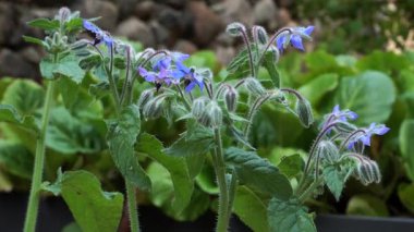 Borago officinalis (Borago officinalis), yemyeşil yapraklara yuva yapmış canlı mavi yıldız şekilli çiçekler ve tüylü saplarla çiçek açar. Yaz bahçelerinde yetişen şifalı bir bitki..