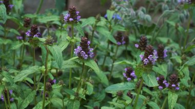 Prunella vulgaris, kendini iyileştirme olarak bilinir, mor tüp çiçekleri ve yemyeşil yapraklarla açar, yaz mevsiminin zirvesinde güneşli bir bahçe yatağında gelişir..