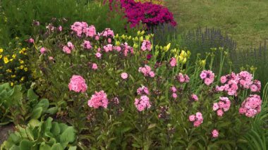 Yeşillik yeşillikler, sarı zambaklar ve manikürlü bir park yatağında çeşitli yaz çiçekleriyle çevrili canlı pembe bahçe fenomeni..