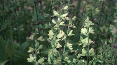 Yunan adaçayı (Salvia fruticosa) kökleri, çok yönlü bir Akdeniz hazinesi olarak güneş ışığıyla aydınlatılmış gümüş tüylü ve esnek bir büyüme ortaya çıkarmıştır..