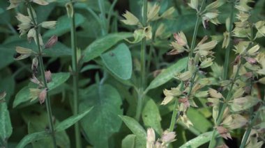 Salvia fruticosa 'nın (Yunan adaçayı bitkisi) kurumuş kalibreli yeşil yaprak ve desenli kökleri gösteren detaylı görünümü, bu aromatik daimi yılın geç dönem formunu vurguluyor..