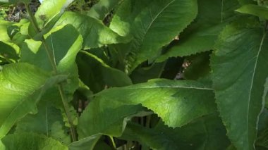 Büyük desenli yapraklar ve bu bitkisel türlerin güçlü gelişimini vurgulayan, güneş lekeli yaz ışığında Elektropan bitkisinin sağlam yeşil kökleri..