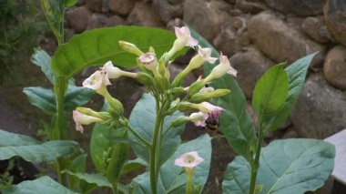 Bir arı, canlı yeşil sapları ve yaprakları ile kayalık bir bahçede çiçek açan tütün çiçeklerinden nektar toplar ve doğal tozlaşma döngüsünde bir an gösterir..