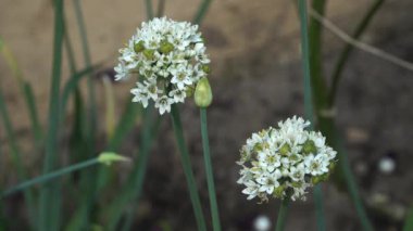 Allium tüberosum 'un beyaz çiçekli başları bu son dönem Asya şifalı bitkisinin narin yapısını ve bitkisel özünü sergiliyor..