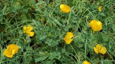 Sarı Boynuzlu Haşhaş (Glaucium flavum L.), boynuz şeklindeki tohum kapsülleri ve geleneksel iyileştirme özellikleriyle tanınan kırışık sarı yapraklar ve yeşil yapraklarla canlı bir şekilde çiçek açar..