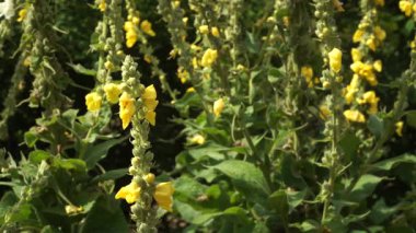 Turuncu Mullein 'in uzun, tüylü dikenleri parlak yaz güneşi altında çiçek açar. Bu yakın çekim tıbbi Verbascum phlomoides sarı çiçeklerini gösteriyor..