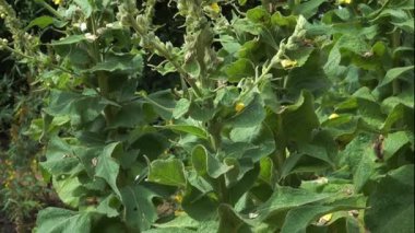 Orange Mullein 'in yoğun duruşu bitkinin tam büyüdüğünü gösteriyor. Şifalı Verbascum phlomoides sarı çiçekli uzun saplar ve büyük yünlü yapraklar içerir.. ?