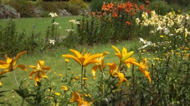 Riga Botanik Bahçesi 'nde bereketli zambaklar sergileniyor. Sarı, beyaz ve turuncu çiçekler yaz güneşinde yemyeşil alanda parlıyor..