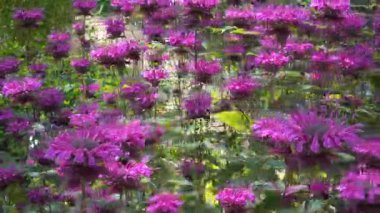 Çarpıcı kırmızı arı merhemi (Monarda didyma L.) çiçekleri canlı kümeler halinde açar, dikenli yaprakları ve bereketli bir bitki bahçesi sahnesinde yaz ışığı altında parlayan nane yaprakları..