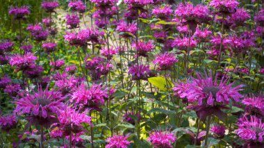 Çarpıcı kırmızı arı merhemi (Monarda didyma L.) çiçekleri canlı kümeler halinde açar, dikenli yaprakları ve bereketli bir bitki bahçesi sahnesinde yaz ışığı altında parlayan nane yaprakları..