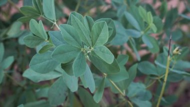 Mavi Vahşi Çivit yaprağının detaylı bir yakın çekimi. Şifalı Baptisia australis bitkisinin gövdesinde belirgin mavi-yeşil trifoliat yaprakları bulunur.. ?