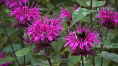 Kırmızı Beebalm bitkisi (Monarda didyma L.), bu rüzgarlı bahçe anının bitkisel ve ekolojik özelliklerini vurgulayarak bal arısı nektarını toplayan canlı kırmızı kümeler halinde patlar..