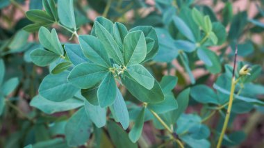 Mavi Vahşi Çivit yaprağının detaylı bir yakın çekimi. Şifalı Baptisia australis bitkisinin gövdesinde belirgin mavi-yeşil trifoliat yaprakları bulunur..