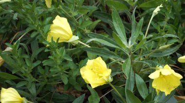 Parlak sarı Oenothera makrocarpa çiçekleri dar yeşil yaprakların arasında açılır ve bu kuraklığa dayanıklı tıbbi çayır türünün canlılığını yakalar..