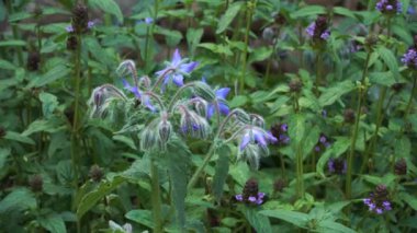 Çiçek açan Borago officinalis L. (Borago officinalis L.), canlı bir şifalı bitki bahçesinde yeşil yaprakların arasında tüylü saplar ve yıldız şeklinde mavi çiçekler gösteriyor..