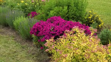 Güzel manzaralı bir çiçek tarlası halka açık bir parkta güzel bir çimenliğin yanında kıvrımlar oluşturur. Bu canlı daimi sınır phlox, zambak ve battaniye çiçekleriyle dolu. Panoramik görünüm yakın plandan manzaraya