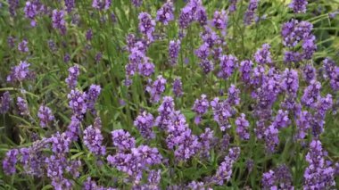 Çiçek açan İngiliz lavantasının yakın çekimi, kokulu mor Lavandula angustifolia çiçeği dikenleri ve bereketli bir yaz bitkisi bahçesinde ince yeşil kökler.