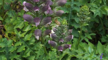 Bear 's Breeches' in çiçek sivri uçlarının detaylı bir görüntüsü. Süslü Acanthus Mollis bitkisi, dikenli mor frenlerle cesur, mimari biçimini gösteriyor..