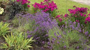 Kamu parkındaki uzun, peyzajlı bir sınırın panoramik görüntüsü. Lavanta, fenoks ve yıldız çiçekleri de dahil olmak üzere çeşitli renkli çiçekler ekilir..