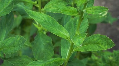 Sığ bir alan derinliği büyük lobelia 'nın (Lobelia siphilitica) canlı yeşil yapraklarını ortaya çıkararak bitkilerin dokulu yapraklarını ve doğal büyüme detaylarını vurgular.. 