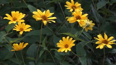 Parlak bir sahte ayçiçeği kümesinin (Heliopsis) yakın görüntüsü, onların altın sarısı taç yaprakları yemyeşil yaz yapraklarına karşı karanlık merkezlerde yayılıyor..