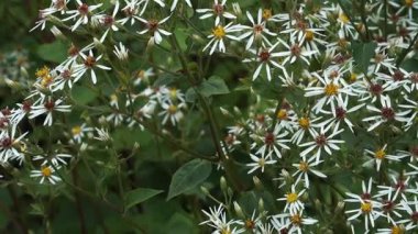 Geniş yapraklı paskalya (Eurybia makrophylla) yaprakları, narin beyaz çiçekler, sarı merkezler ve canlı bir yaz bahçesinde dokulu ve rahat bir sahne yaratan kırmızı diskler..
