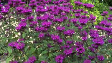 Bir yaz bahçesinde canlı kırmızı bir Beebalm (Monarda didyma) yatağı çiçek açar. Meşgul yaban arıları dikenli çiçeklerin arasında uçar, nektar toplarlar..