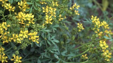 Rue bitkisinin (Ruta Graveolens) bahçedeki detaylı bir yakın çekimi. Küçük sarı çiçek kümeleri ve yeşil tomurcuklar mavi-yeşil yapraklarına karşı dururlar..