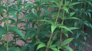 Speedwell bitkisinin (Veronica Virginica) yüksek gövdelerinden yukarıya doğru uzanan panoramik bir manzara sarkık yeşil yapraklarını sergiliyor ve narin beyaz çiçek kulelerini gözler önüne seriyor..