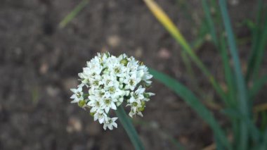 Çiçek açan Allium tüberozum çiçeğinin yakın plan görüntüsü. Narin, beyaz yıldız şeklindeki çiçekler sebze bahçesinde küresel bir çiçek oluşturur..
