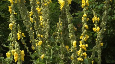 Uzun Mullein (Verbascum phlomoides) güneş ışığının tadını çıkarırken yakın plan görüntüsü. Parlak sarı, beş yapraklı çiçekler yoğun, tüylü sivri uçlar boyunca açar..
