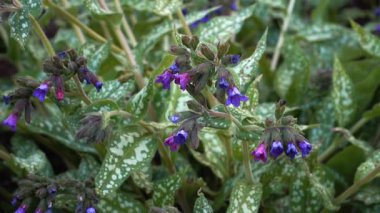 Akciğer otunun (Pulmonaria officinalis) doğal ortamında detaylı bir yakın çekimi. Küçük çiçek kümeleri pembeden maviye, eşsiz beyaz benekli yapraklara doğru değişir..