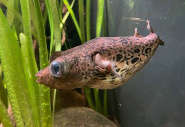 humpback puffer (pao palembangensis) fish in aquarium.