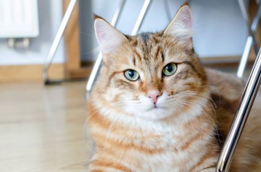 Evde yerde yatan sarı yeşil gözlü kırmızı bir Ginger 'ın portresi. Pofuduk safkan, düz kulaklı, uzun saçlı erkek kedicik. Tapılası evcil hayvan konsepti.