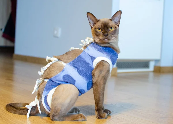 Postoperative Bandage Burmese Cat Home Care Pet Cavitary Operation Castration — Stock Photo, Image