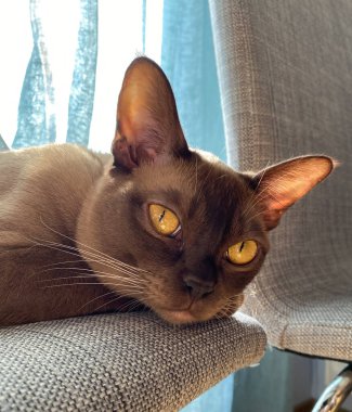 Birmanyalı kadın çikolatalı kedi, dişi. Genç, saf burma kedisi. Portre, kapat..