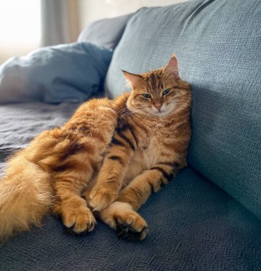 Güzel Sibirya kırmızı soyulmuş kedisi rahat bir dairede kanepede oturuyor..