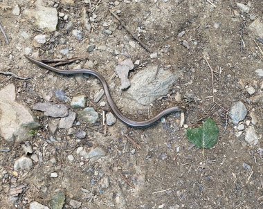 Yavaş solucan (Anguis fragilis), aslında bir tür bacaksız kertenkeledir, yılan değil.