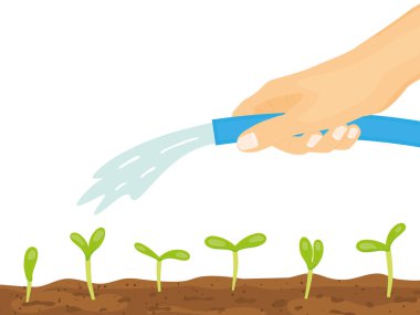 El ele tutuşan bahçe hortumu ve sulayan genç bitkiler. Vektör çizimi.