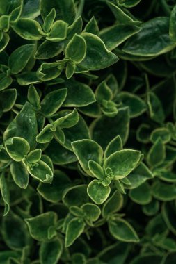 green leaves nature dark background