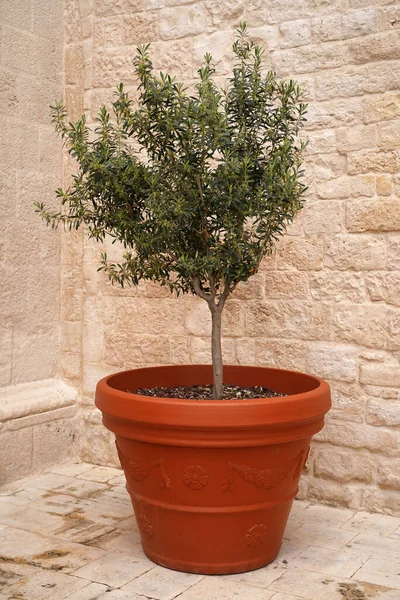 Olive Tree Clay Flowerpot Old Stone Wall — Stock Photo, Image