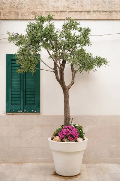 Olajfa Virágcserépben Zöld Ablak Redőnyben Egy Olasz Utcában — Stock Fotó