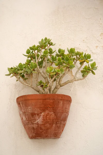 Plante Succulente Dans Pot Fleurs Argile Accroché Mur — Photo